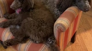 Puppy insists on sharing her sister’s chair with her in it.