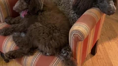 Puppy insists on sharing her sister’s chair with her in it.