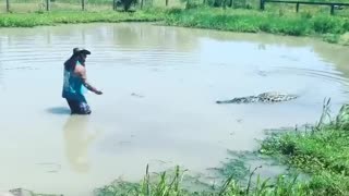 Man Feeding a Large Captive Alligator