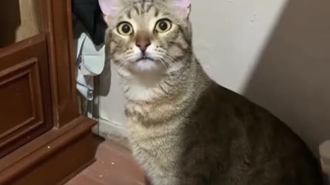 Cat very funny videos