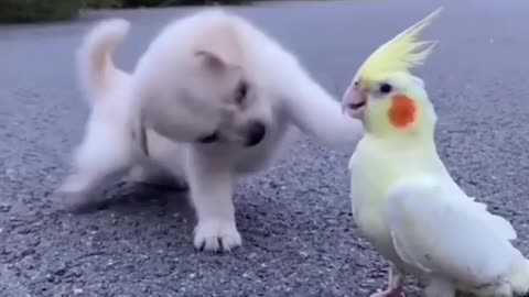 Dog Love parrot training