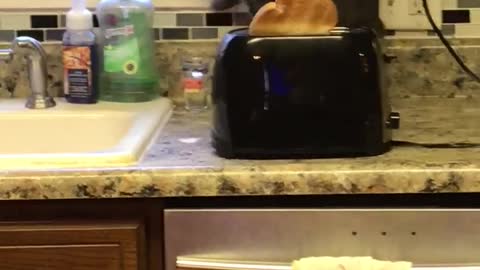 Cat Gets Startled By The Toaster