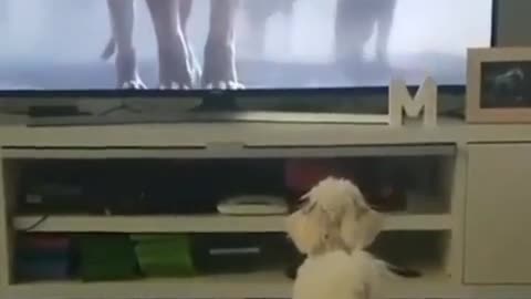 Fearful puppy runs away from the hyena of the Lion King movie
