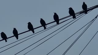 Beautiful Starlings On A Wire