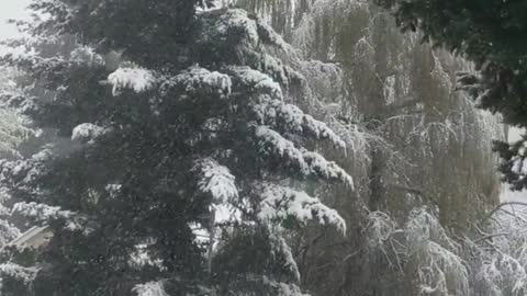 Springtime Snow in Vancouver, Washington