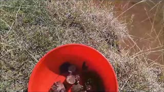 Saving Baby Snapping Turtles!