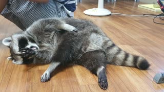 Raccoon scratches his butt with his hand.