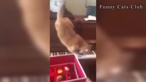 funny cat