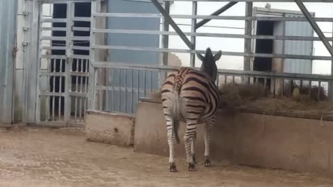 A horse turns into a zebra after getting a tattoo!