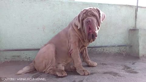 11 Biggest Dog in the World