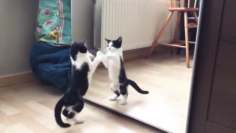 Funny cat and mirror😂