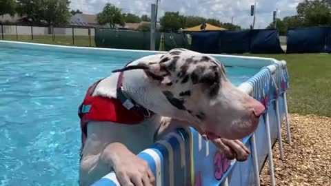 Great Dane stands in the pool to chill out