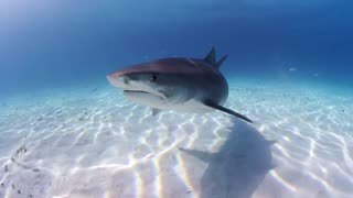 swimming with tiger sharks