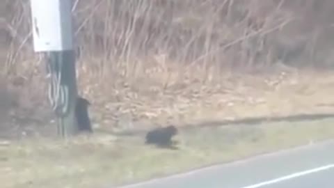 funny video of mama bear struggling to cross the road with playful/naive Cubs