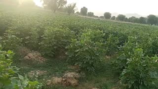 anjeer khane ka tarika || anjeer fruit tree || fig tree in pakistan || World Info