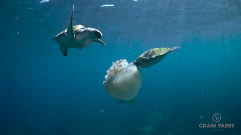 Why Plastic bags are killing our marine life.