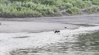 Happy dog plays with its owner in river