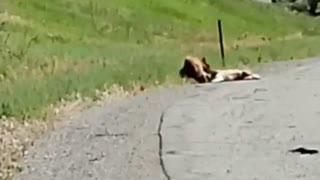 Bear Drags Deer