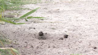 Crow stealing the turtle eggs