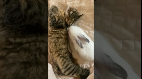 Cute and Funny Cats Sleeping in Weird Positions Compilation