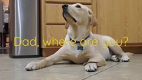 Labrador Dog Shows How Well Trained He Is!