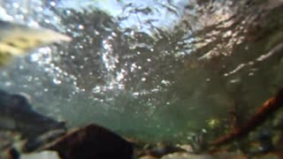 Salmon swimming up stream Kodiak Alaska