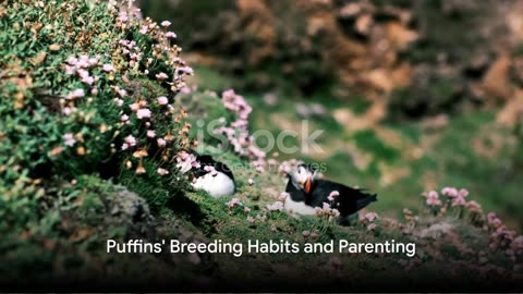 Puffin Paradise: Seabirds of the North