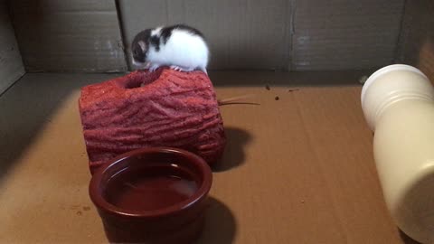 Baby Dumbo Rats Play In Cardboard Box