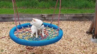 Confused dog not sure what to think of giant swing