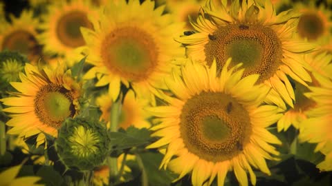 Relax Music with Sunflowers Fields For Studying, Yoga, Deep Sleep, Spa And Meditation