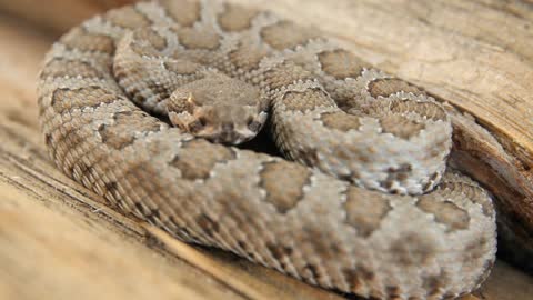 A great basin rattlesnake resting on log