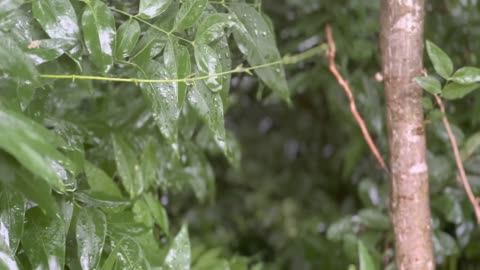 Raindrops on Leaves Nature Sounds for Ultimate Relaxation