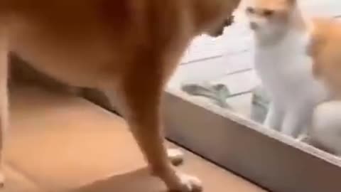 😆Cats and dogs fighting very funny😂Try not to laugh