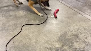 Police Dog Dances for His Toy