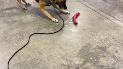 Police Dog Dances for His Toy