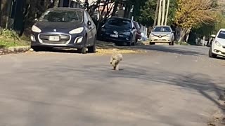 Dog Skips Down Street