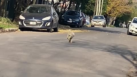 Dog Skips Down Street