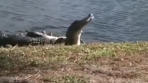 Gator vs Gator.