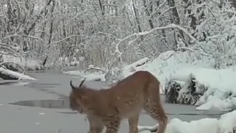 LYNX KNOWS THE SOUND OF DANGER