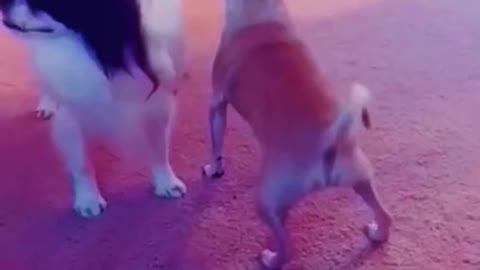 Funny Dog Video!! Can't stop Laughing on this one....