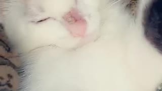 Funny Kittens, try not to laugh, how lala reacts when interrupted from sleep