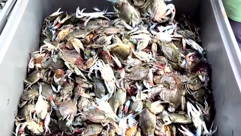 Blue crabs are threatening Italy's clam industry