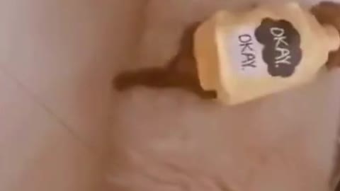 Funny puppy treats the sleeping dog as its bed