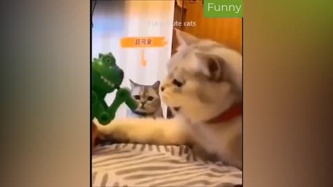 Best Funny Animal Videos 11