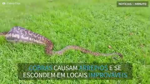 Uma aventura no mundo fantástico das cobras