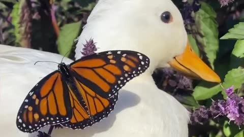 butterfly decided to meet a goose