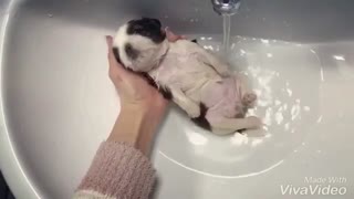 Cachorro de Shih Tzu completamente relajado durante el baño