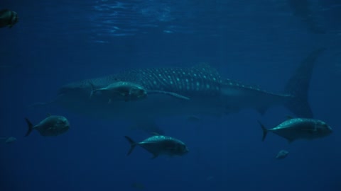 Variety Of Fishes Underwater