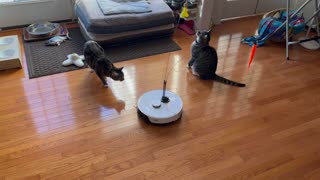 Entertaining the Cats While Cleaning