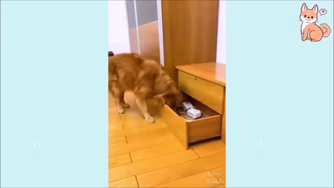 funny most intelligent dogs compilation